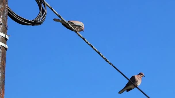 Pombos Pássaros Sentem Linha Eléctrica Cidade Cabo — Vídeo de Stock