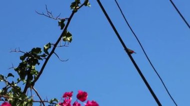 Cape Town 'da kuşlar ve çiçekler var..