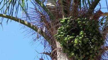 Cape Town, Güney Afrika 'da egzotik tropikal palmiye ağacı.