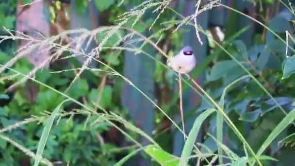 Färgglada Fågel Naturen Kapstaden Sydafrika — Stockvideo