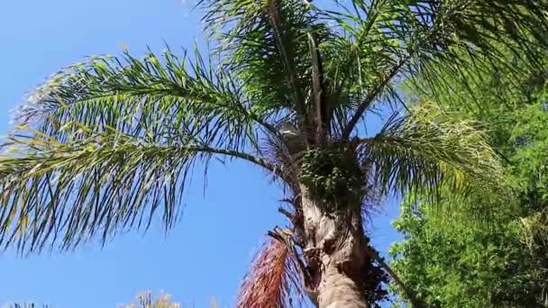 Cape Town Güney Afrika Egzotik Tropikal Palmiye Ağacı — Stok video
