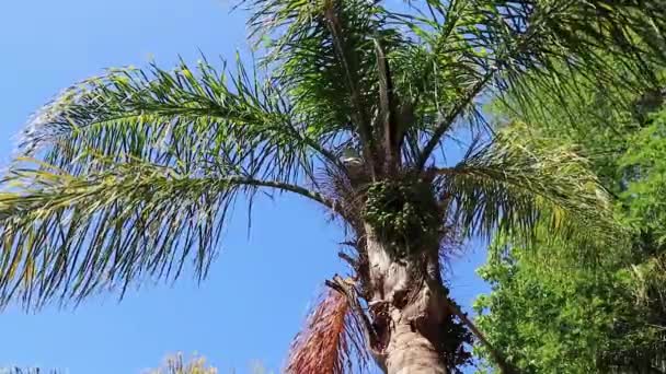 Cape Town Güney Afrika Egzotik Tropikal Palmiye Ağacı — Stok video