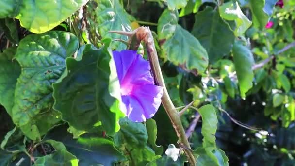 Lindas Flores Azuis Violetas Jardins Parques África Sul — Vídeo de Stock