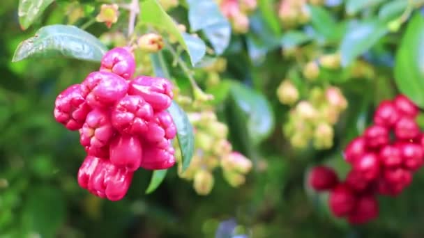 Rosafarbene Früchte Samen Blumen Oder Knospen Südafrika — Stockvideo