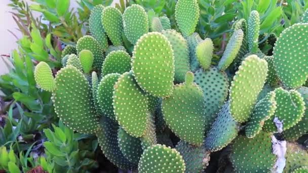 Cacti Kebun Afrika Selatan — Stok Video