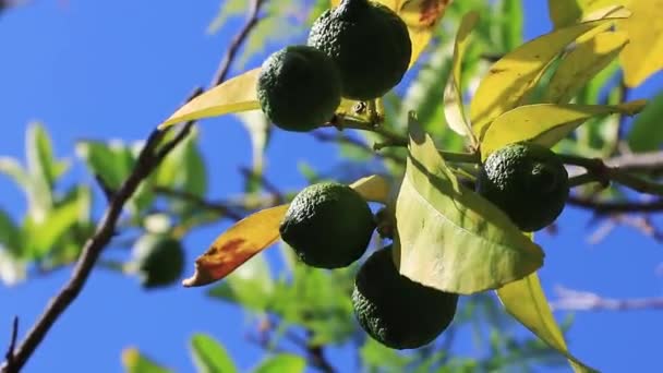 Limão Limoeiro Nos Jardins Cidade Cabo — Vídeo de Stock