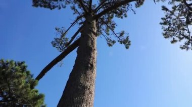 Büyük bir Afrika çam ağacı. Çam, köknar, ağaç. Cape Town.