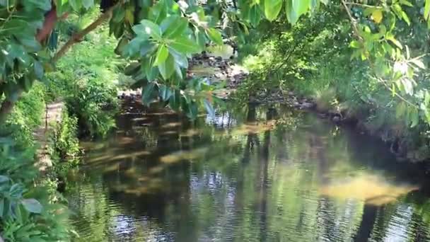 Pequeño Hermoso Río Natural Las Calles Ciudad Del Cabo — Vídeos de Stock