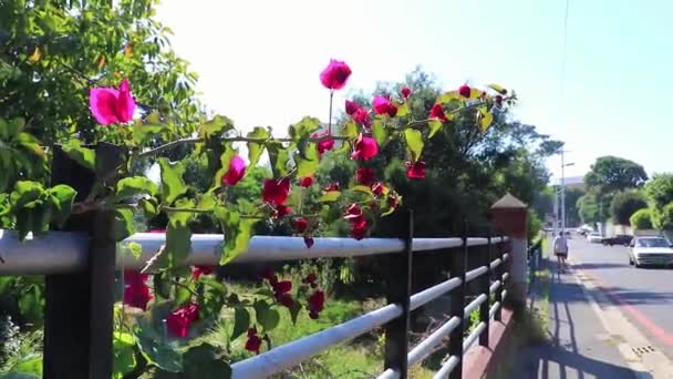 Fence Beautiful Climbing Plants Pink Red Lions Overgrown Africa — Stock Video