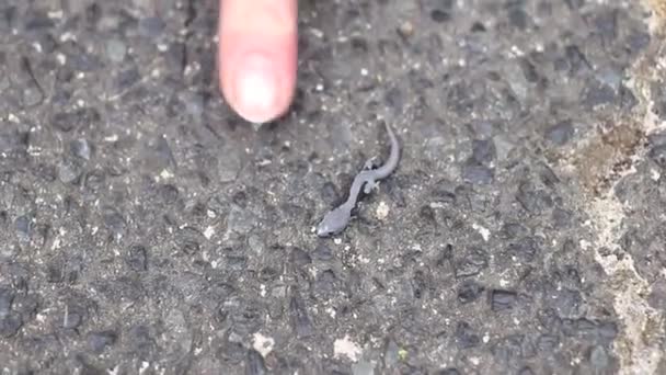 Petit Lézard Gris Gecko Aussi Petit Doigt — Video