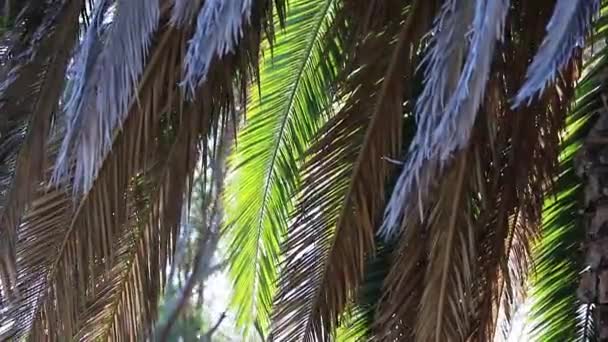 Egzotik Tropik Palmiye Yaprakları Cape Town Güney Afrika — Stok video