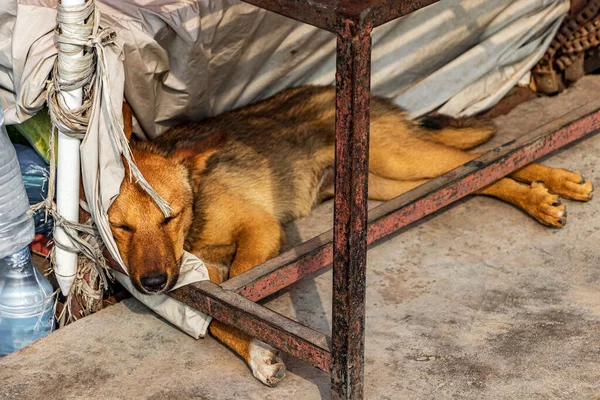 Собака Спит Столом Кольцевая Дорога Гаухаране Катманду Непал — стоковое фото