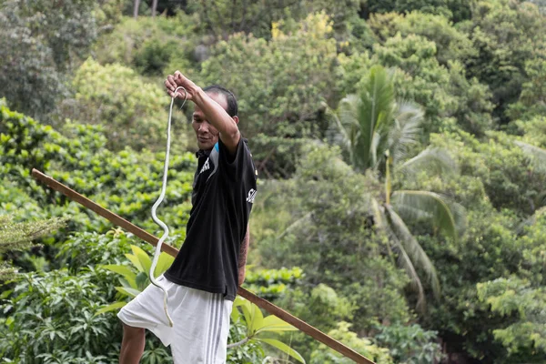 Les Gens Thaïlande Attrapent Des Serpents Venimeux Avec Leurs Mains — Photo