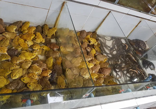 Zebrałem Się Wiele Ropucha Żaba Żółw Rynek Bangrakowy Koh Samui — Zdjęcie stockowe