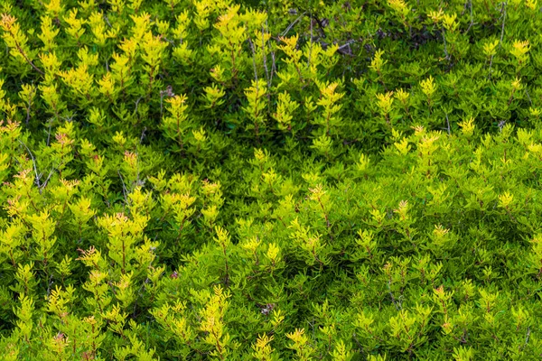 Textur Grüner Bodenpflanzen Auf Den Klippen Von Mallorca Spanien — Stockfoto