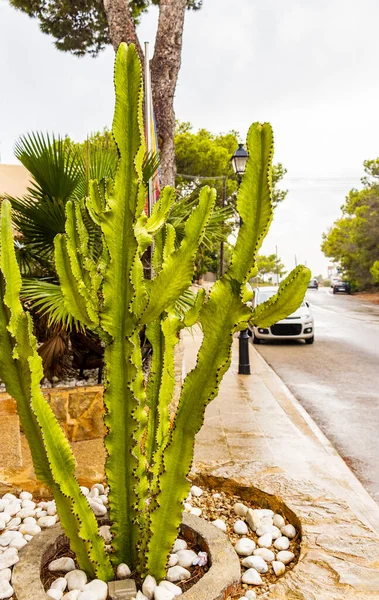 Verschiedene Kakteenarten Und Schöne Grüne Pflanzen Auf Mallorca Spanien — Stockfoto