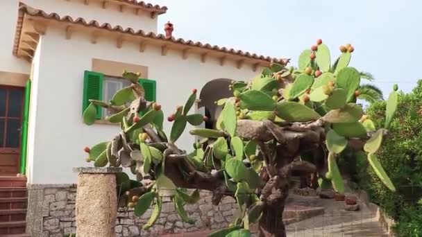 Green Cactus Red Prickly Pears House Garden Mallorca Spain — Stock Video
