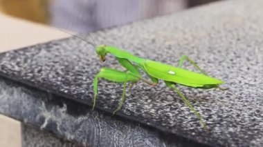 İspanya 'nın gri mermer zemininde yeşil peygamber devesi.