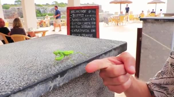 Green Praying Mantis Grey Marble Floor Spain — Stock Video