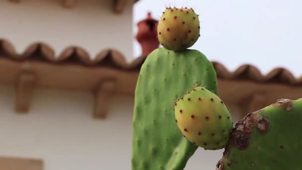 Cactus Verdes Peras Espinosas Rojas Plantas España — Vídeo de stock