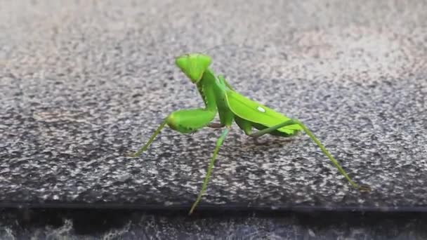 Spanya Nın Gri Mermer Zemininde Yeşil Peygamber Devesi — Stok video