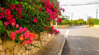 Balear Adası Mallorca İspanya 'da pembe üçüz çiçekleri.