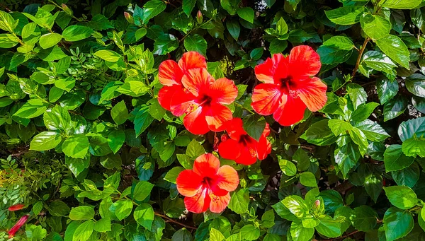 Red Hibiscus Flowers Balearic Island Mallorca Spain — Stock Photo, Image