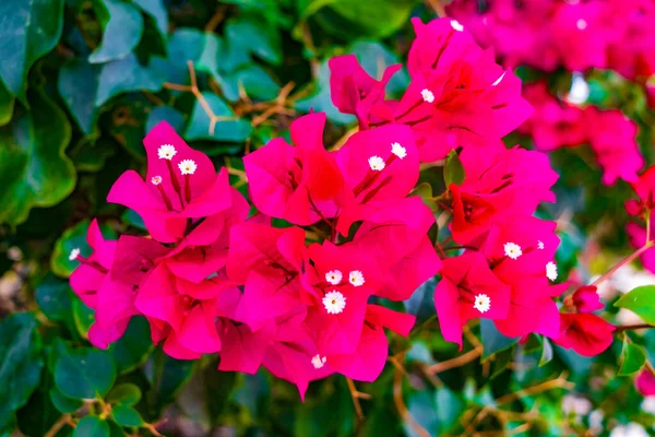 Flores Triplet Vermelho Rosa Ilha Baleares Maiorca Espanha — Fotografia de Stock