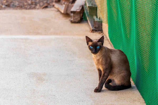 Mavi gözlü siyah kahverengi kedi Mallorca İspanya 'ya bakıyor..