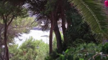 Cala Santany plajı ve körfezi Palmiye ağaçlarının arkasında Mallorca.