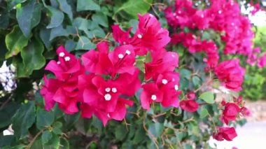 Balear Adası Mallorca İspanya 'da pembe kırmızı üçüz çiçekleri.