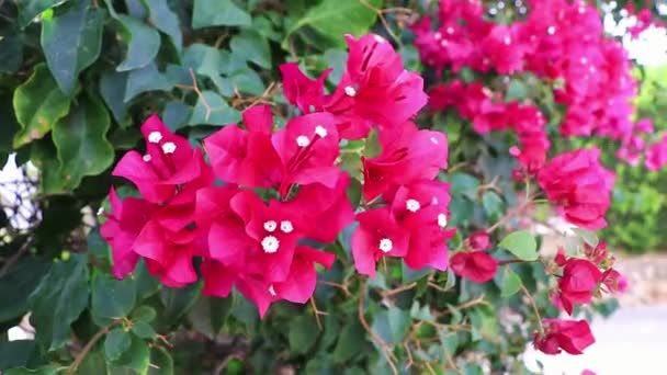 Розовые Красные Тройняшки Балеарском Острове Мальорка Испания — стоковое видео