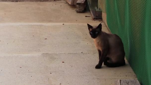 Gatto Marrone Nero Con Gli Occhi Azzurri Guarda Fotocamera — Video Stock