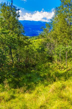 Vang i Valdres Norveç 'te güneşli bir günde dağ ve orman manzarası.