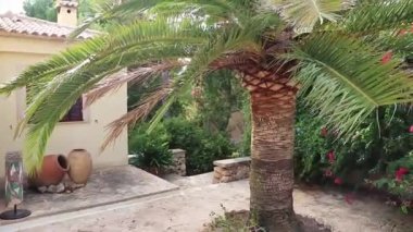 Mallorca İspanya 'da tipik bir bahçede güzel bir palmiye ağacı..