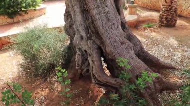 Mallorca İspanya 'nın yanındaki yaşlı zeytin ağacını gösteriyor..