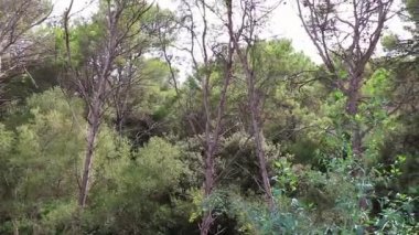 İspanya 'da Mallorca' da orman manzarası.