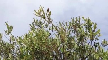 Mallorca İspanya 'da zeytin ağacı yaprakları ve zeytin meyveleri.