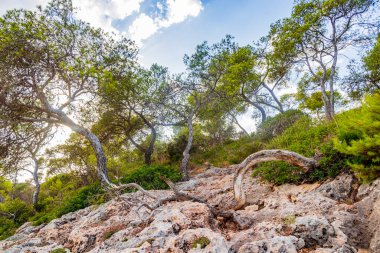 Parc Ormanı 'nda doğal yürüyüş yolu Mondrag Cala Mondrago Samarador Mallorca