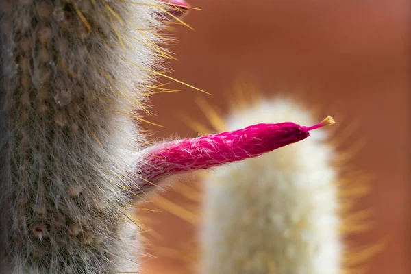 Olika Typer Kaktus Och Vackra Gröna Växter Mallorca Spanien — Stockfoto