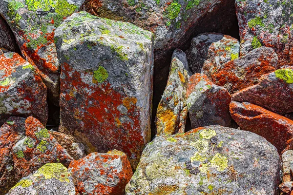 Steinfelsen Mit Buntem Roten Moos Und Flechten Vang Norway — Stockfoto
