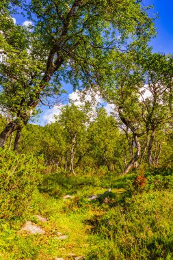 Ağaçlarla, dağlarla ve kayalarla kaplı Norveç manzarası. Vang i Valdres Norveç Doğa.