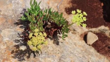 Mallorca İspanya 'daki bitki ve ormanların doğal detayları.