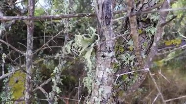 Mallorca İspanya 'daki bitki ve ormanların doğal detayları.