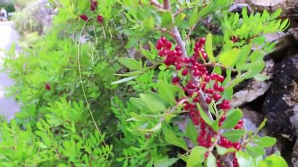 Naturliga Detaljer Växter Och Skogar Mallorca Spanien — Stockvideo