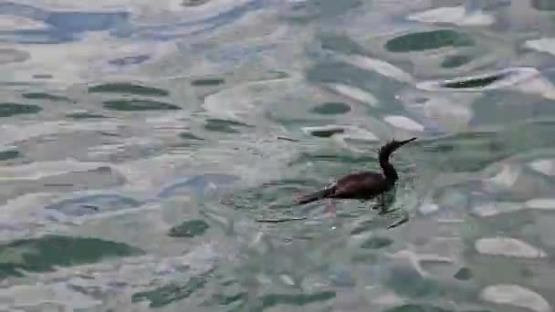 ヨーロッパの黒い鳥がマヨルカ島を泳いでいますスペイン — ストック動画