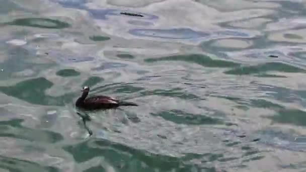 Europese Shag Zwarte Vogel Zwemt Mallorca Spanje — Stockvideo