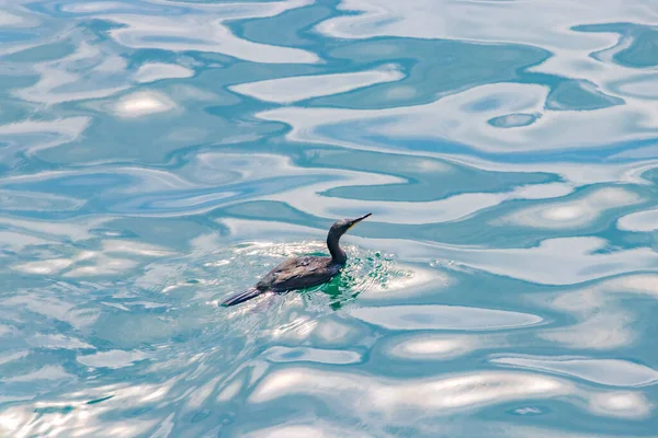 Europea Shag Negro Pájaro Está Nadando Bahía Cala Figuera Mallorca — Foto de Stock