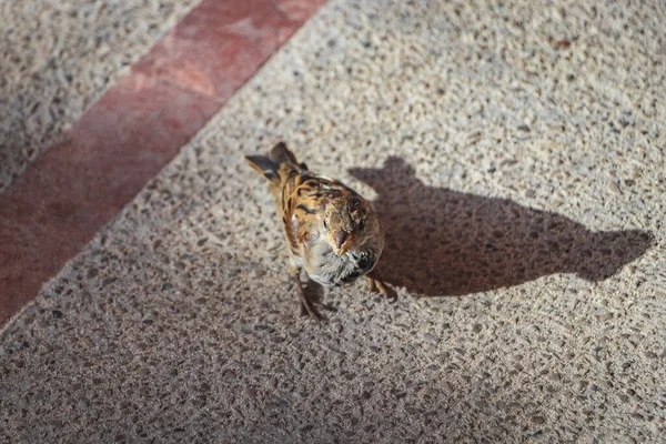Маленькая Голодная Птица Воробей Балеарских Островах — стоковое фото
