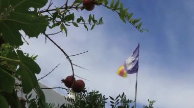 Mallora bayrağı Mallorca İspanya 'da nar ağacının arkasında.